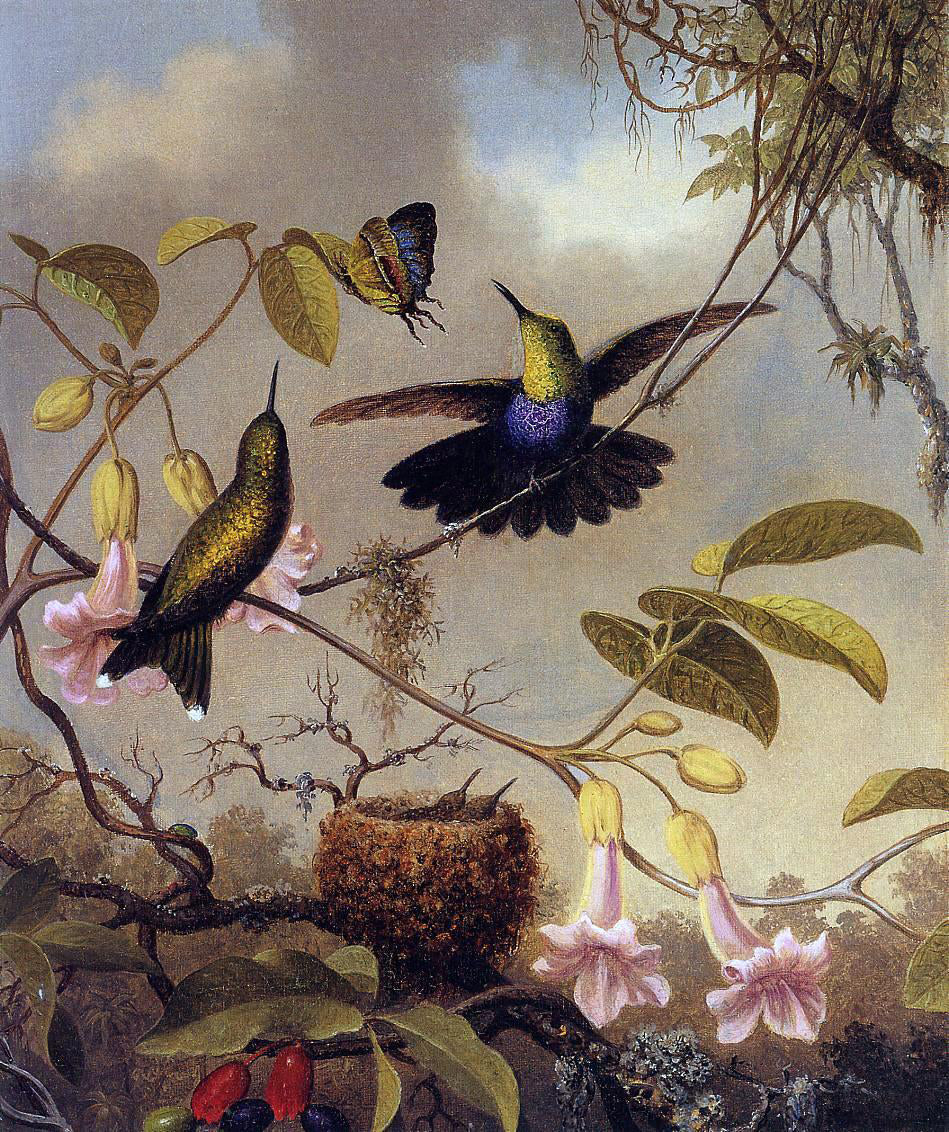 Martin Johnson Heade Fort-Tailed Woodnymph - Canvas Print