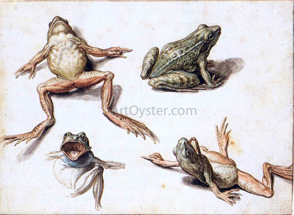 Jacob De II Gheyn Four Studies of Frogs - Canvas Print