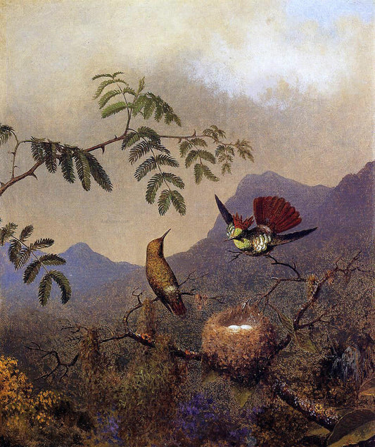 Martin Johnson Heade Frilled Coquette - Canvas Print