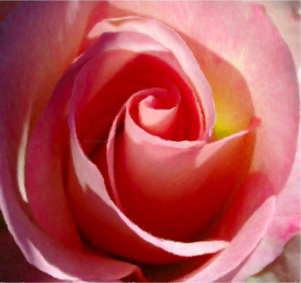 Our Original Collection Gorgeous Pink Rose - Canvas Print
