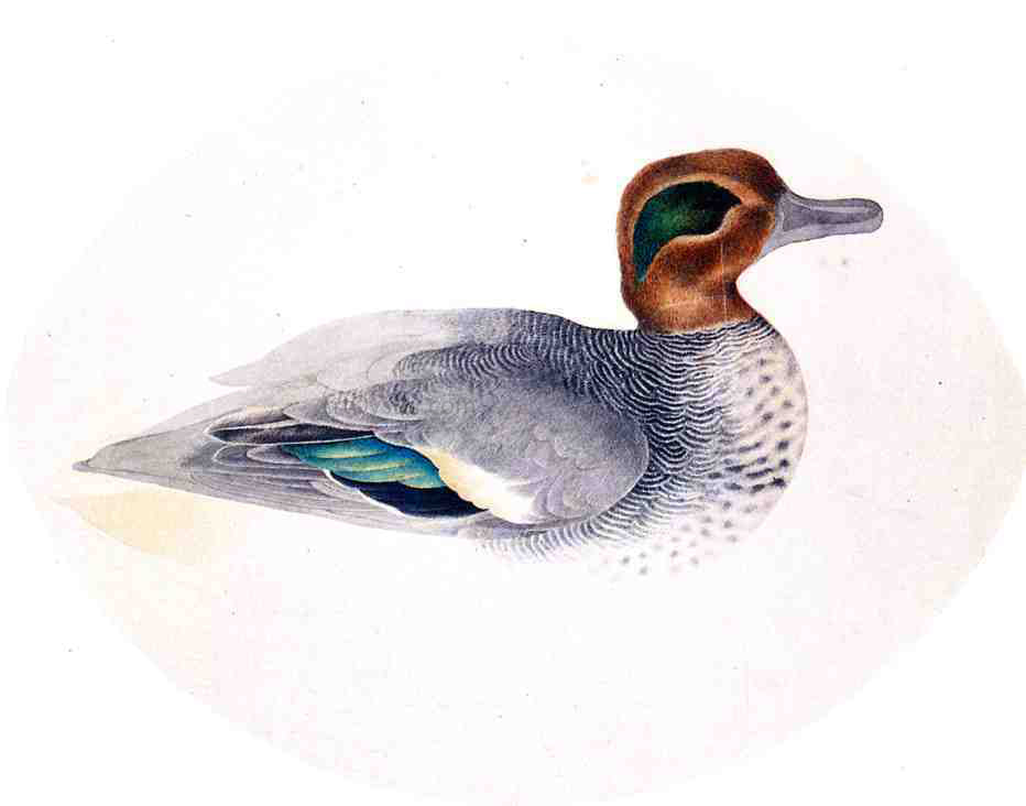 John James Audubon Green Winged Teal - Canvas Print
