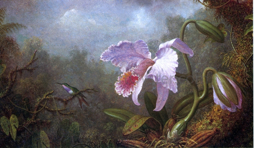Martin Johnson Heade Hummingbird and Orchid - Canvas Print