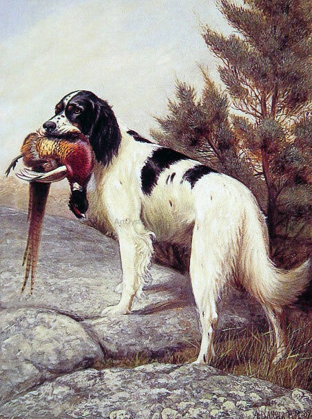 Alexander Pope Hunting Dog with Pheasant - Canvas Print