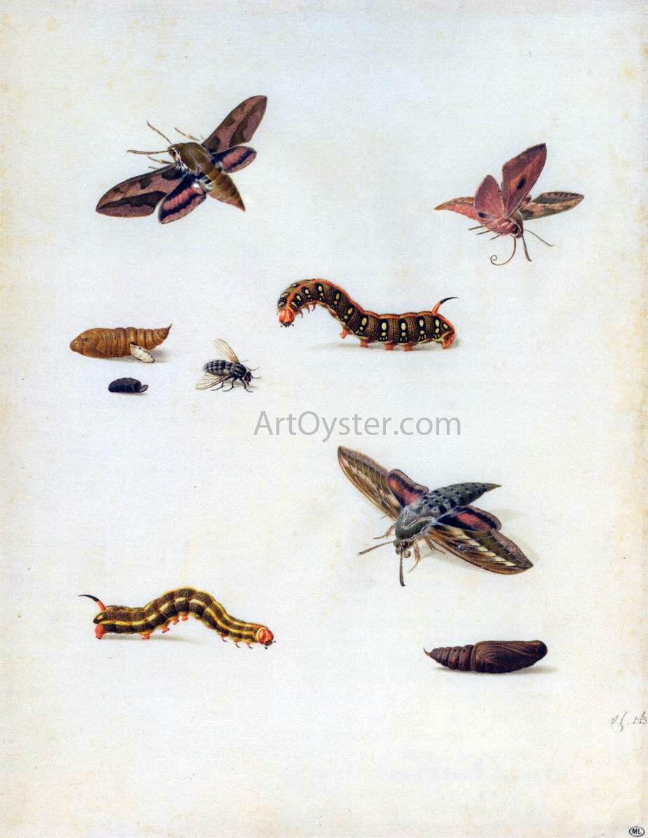 Herman Henstenburgh Insects - Canvas Print