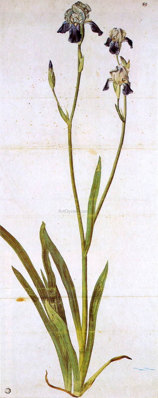 Albrecht Durer Iris - Canvas Print