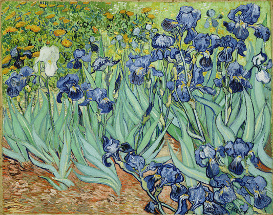 Vincent Van Gogh Irises - Canvas Print