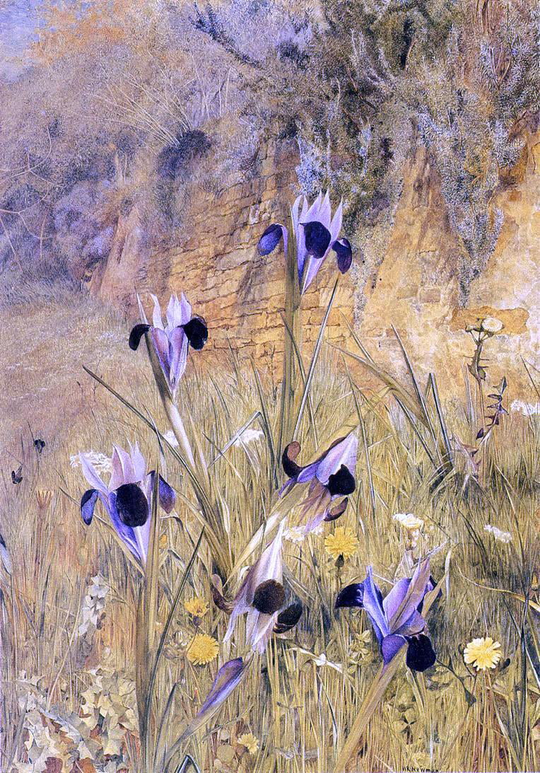 Henry Roderick Newman Irises in the Garden - Canvas Print