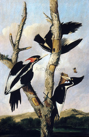 Joseph Bartholomew Kidd Ivory-billed Woodpeckers - Canvas Print