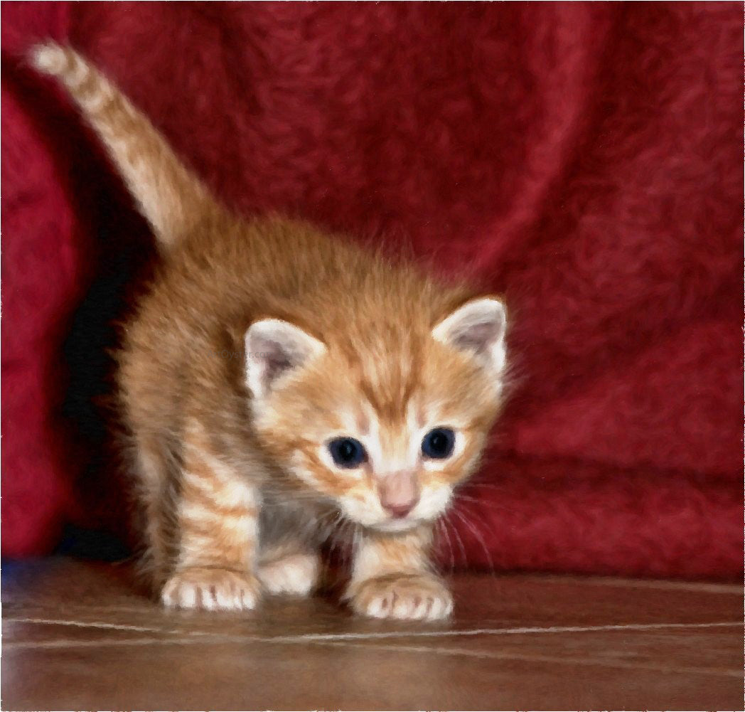 Our Original Collection Kitten on the Prowl - Canvas Print