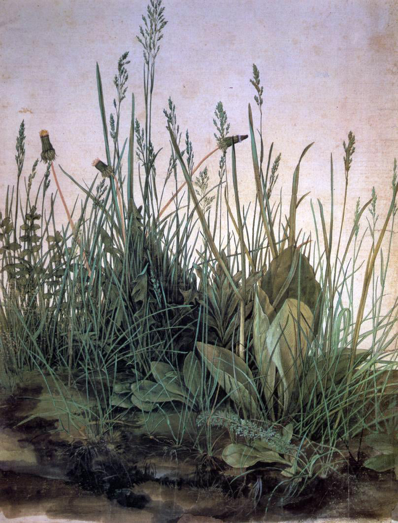 Albrecht Durer Large Turf - Canvas Print