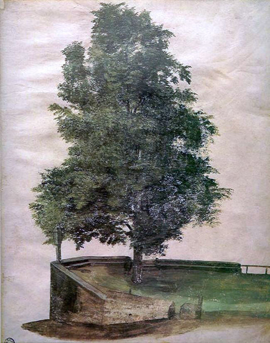 Albrecht Durer Linden Tree on a Bastion - Canvas Print