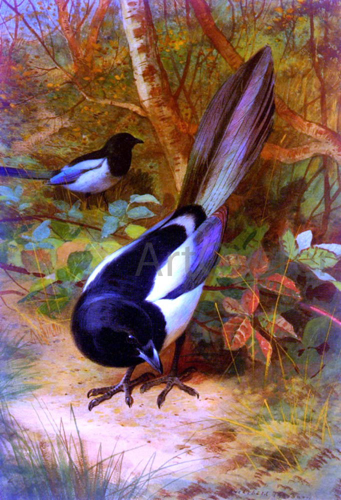 Archibald Thorburn Magpies - Canvas Print
