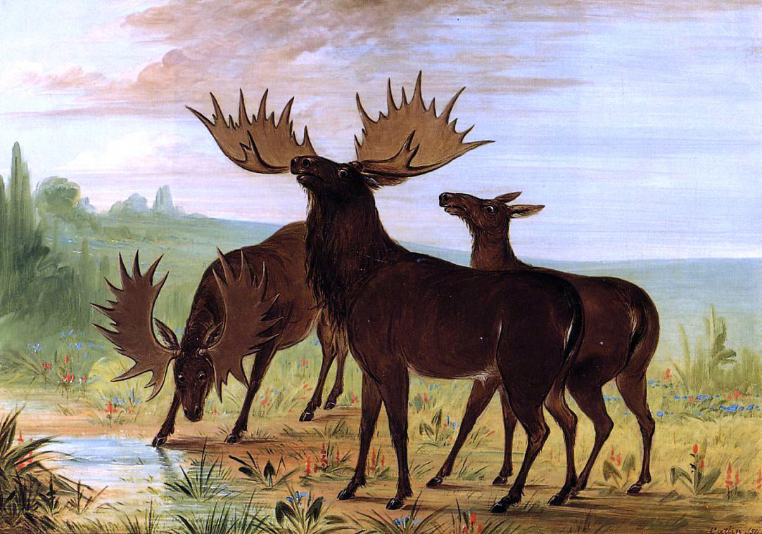 George Catlin Moose at Waterhole - Canvas Print