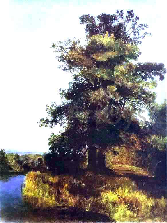 Alexei Kondratevich Savrasov Oaks - Canvas Print