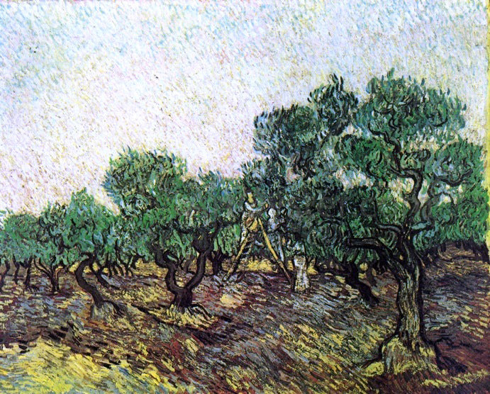 Vincent Van Gogh Olive Picking - Canvas Print