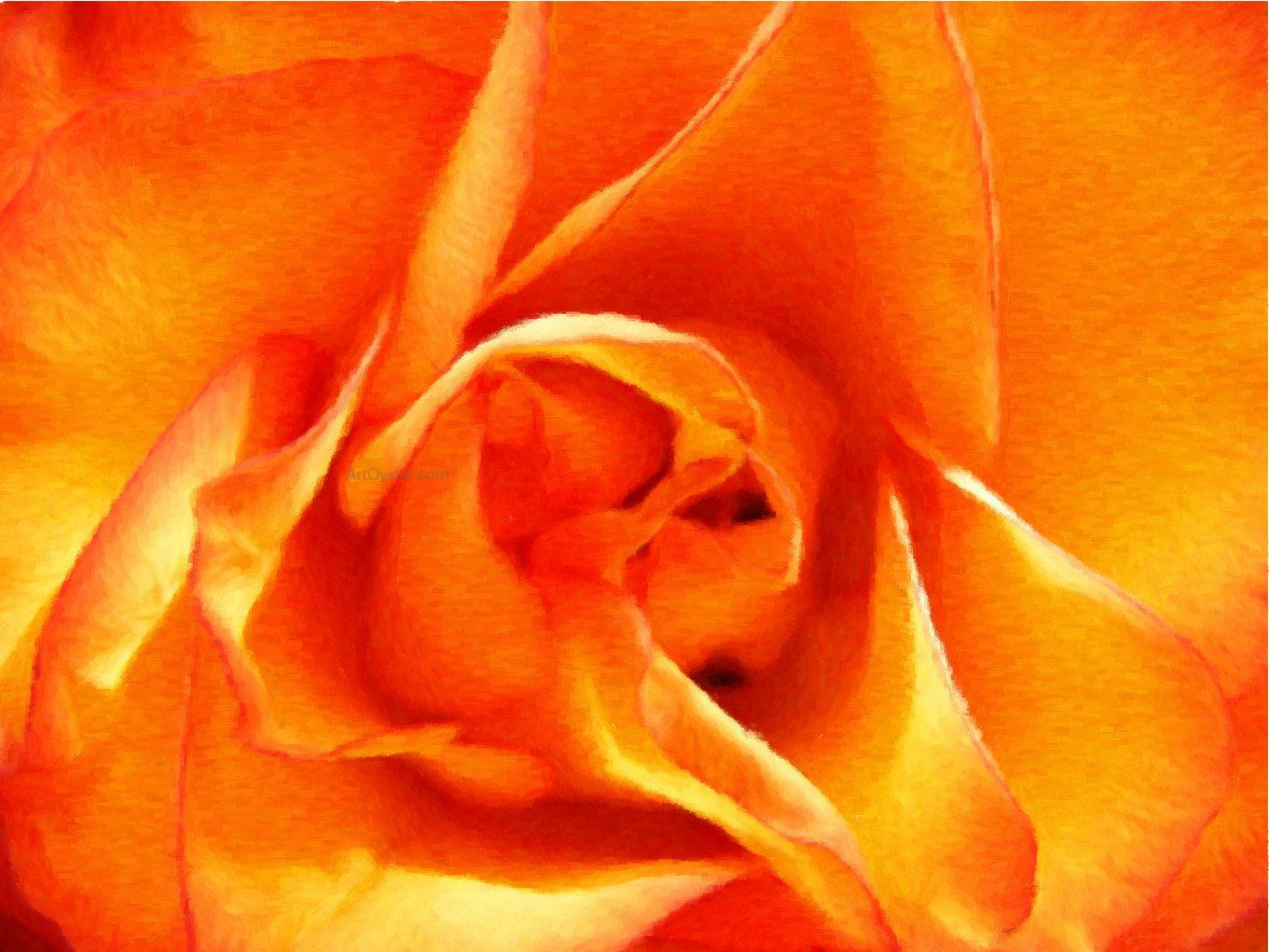 Our Original Collection Orange Rose Closeup - Canvas Print