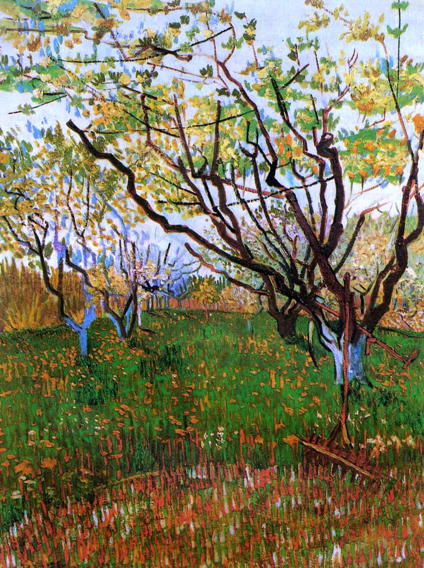 Vincent Van Gogh Orchard in Bloom - Canvas Print