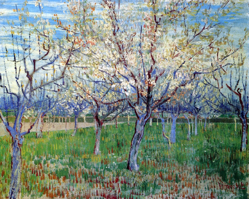 Vincent Van Gogh Orchard with Blossoming Apricot Trees - Canvas Print