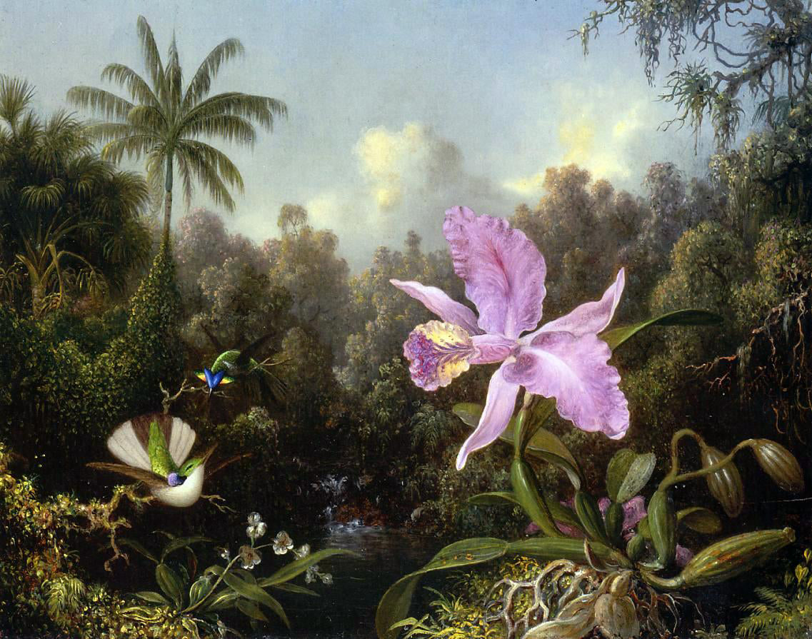 Martin Johnson Heade Orchid and Two Hummingburds - Canvas Print