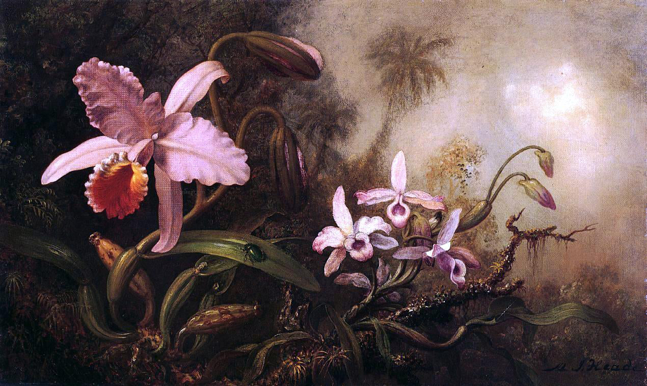 Martin Johnson Heade Orchids and a Beetle - Canvas Print