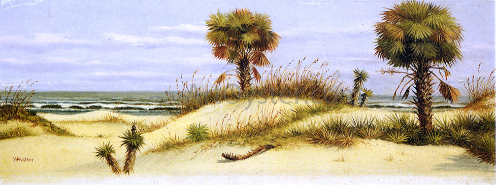 William Aiken Walker Palms at Ponce Park, Florida - Canvas Print