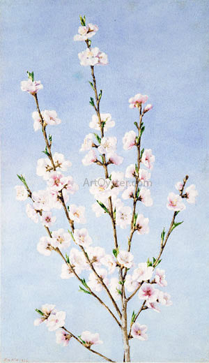 John William Hill Peach Blossoms - Canvas Print