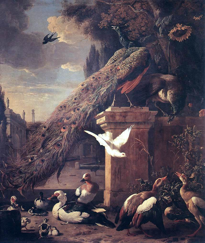 Melchior D'Hondecoeter Peacocks and Ducks - Canvas Print