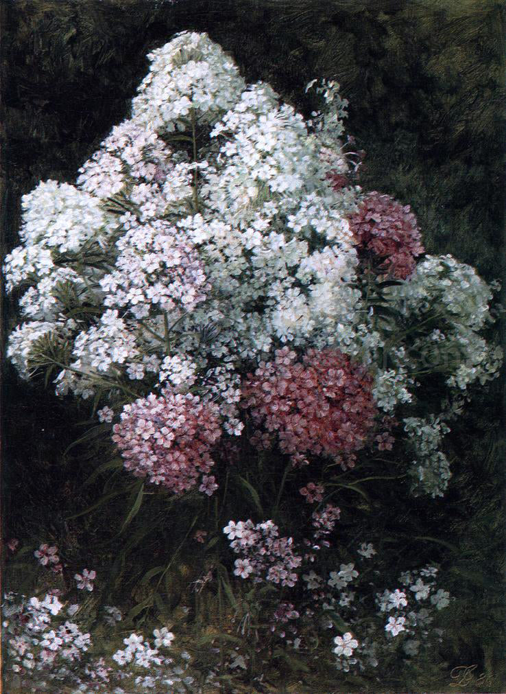 David Johnson Phlox - Canvas Print