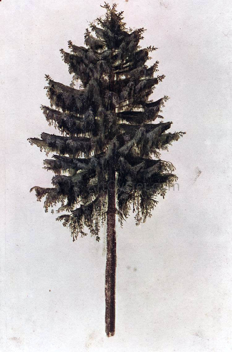 Albrecht Durer Pine - Canvas Print