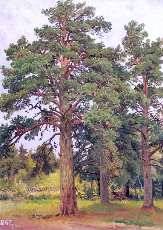 Ivan Ivanovich Shishkin Pine Without Sunshine (etude) - Canvas Print