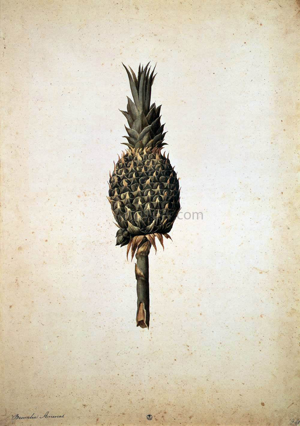 Jacopo Ligozzi Pineapple (Bromelia ananas) - Canvas Print