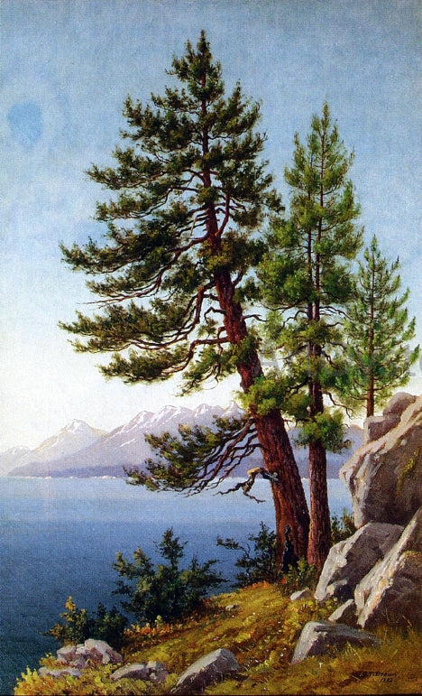 Grafton T Brown Pines, Lake Tahoe - Canvas Print