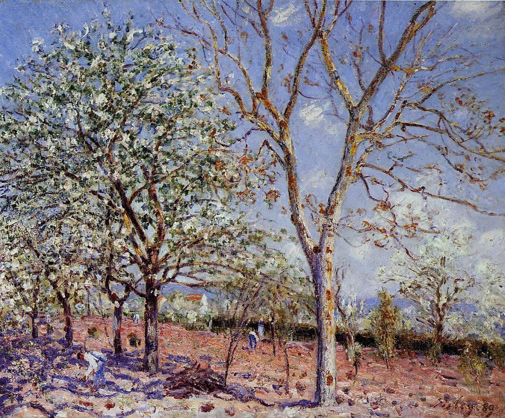 Alfred Sisley Plum and Walnut Trees in Spring - Canvas Print