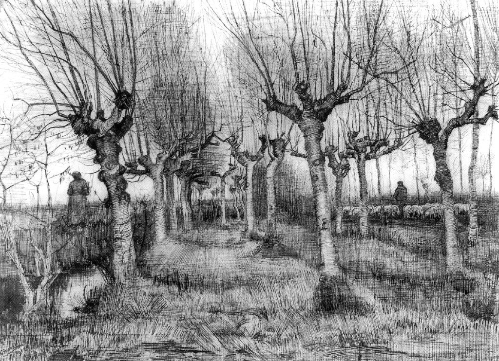 Vincent Van Gogh The Pollard Birches - Canvas Print