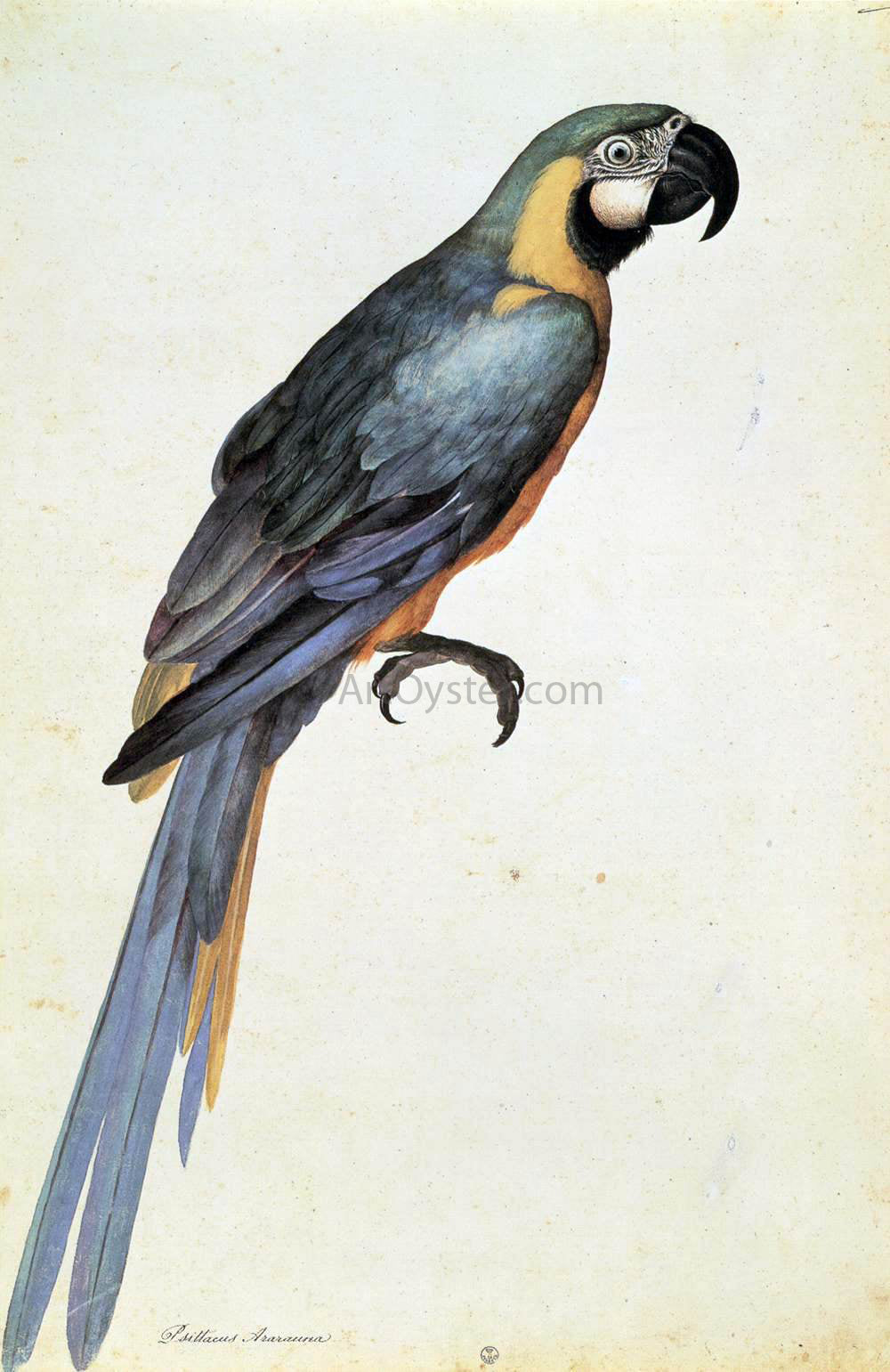 Jacopo Ligozzi Psittacus Ararauna - Canvas Print