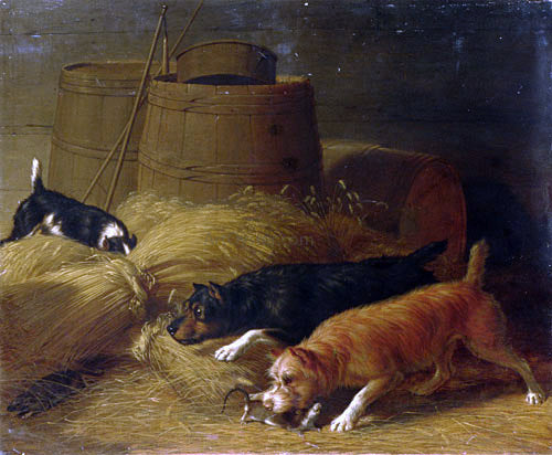 Thomas Hewes Hinckley Rats Amongst the Barley Sheaves - Canvas Print