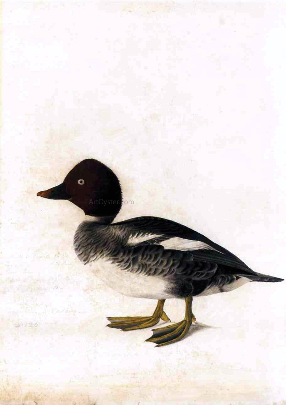 John James Audubon Redhead Duck - Canvas Print
