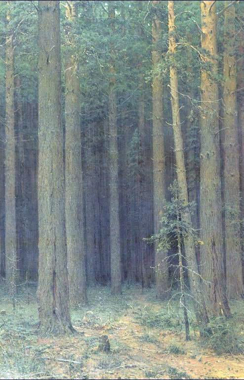 Ivan Ivanovich Shishkin Reserve, Pine Forest - Canvas Print