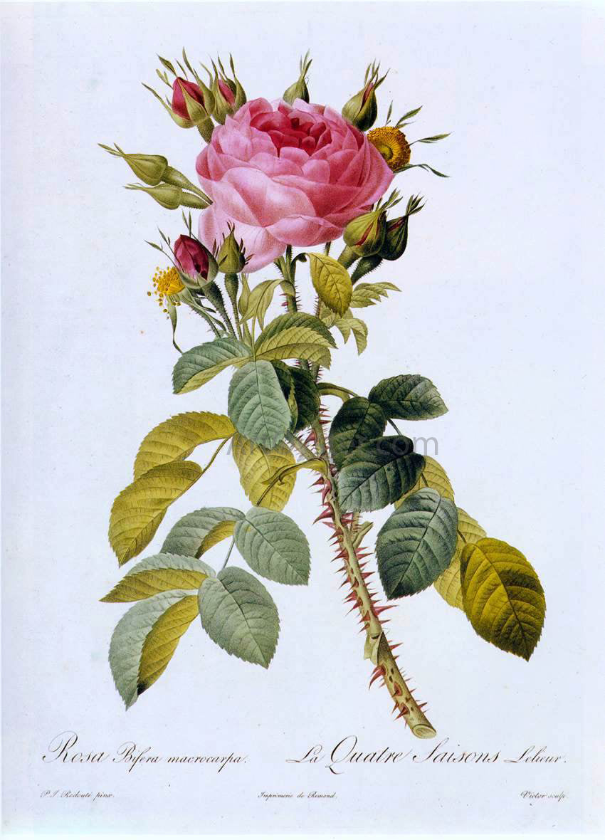 Pierre-Joseph Redoute Rosa Bifera Macrocarpa - Canvas Print