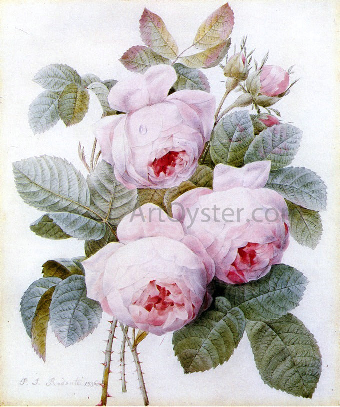 Pierre-Joseph Redoute Roses - Canvas Print