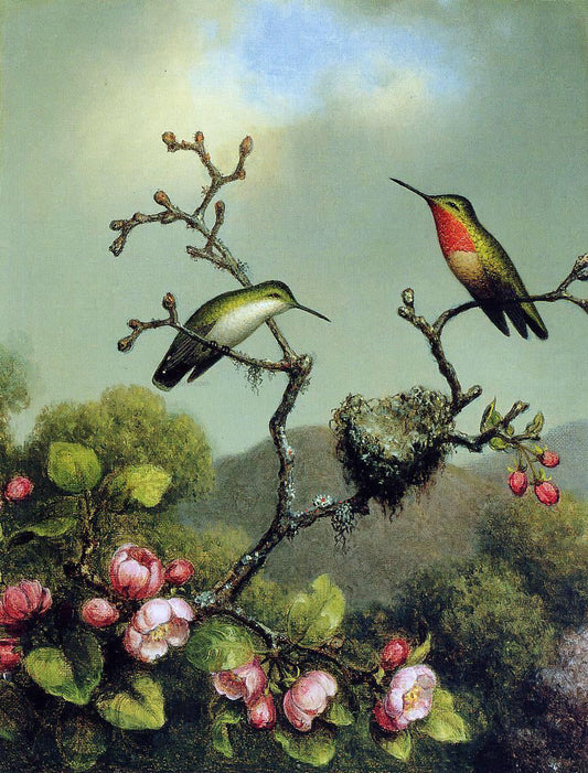 Martin Johnson Heade Ruby Throat of North America - Canvas Print