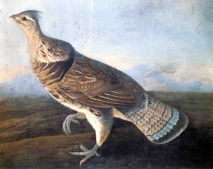John James Audubon Ruffed Grouse - Canvas Print