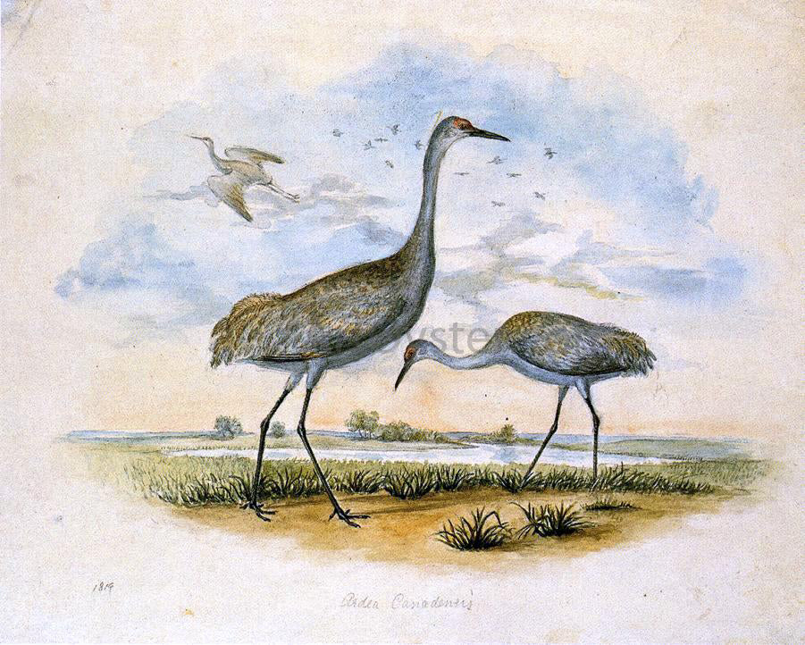 II Titian Ramsey Peale Sandhill Cranes - Canvas Print