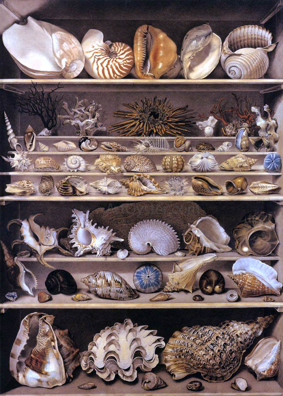 Alexandre-Isidore Leroy De Barde Selection of Shells Arranged on Shelves - Canvas Print
