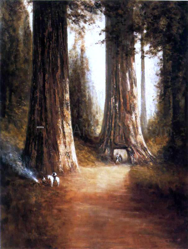 Thomas Hill Sequoia Gigantea - Canvas Print