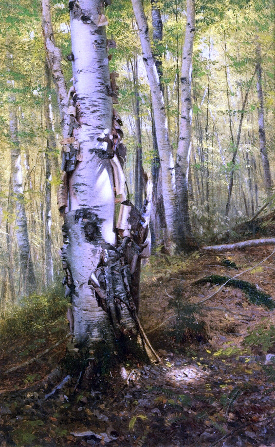 John George Brown Silver Birches - Canvas Print