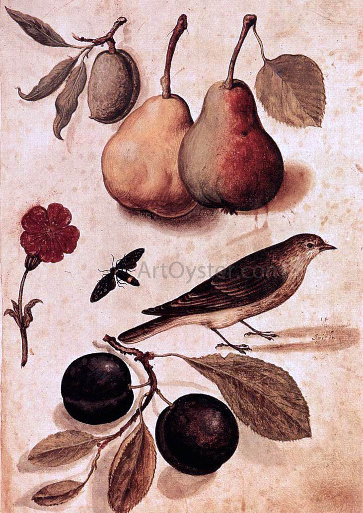 Ulisse Aldrovandi Specimens of Nature - Canvas Print