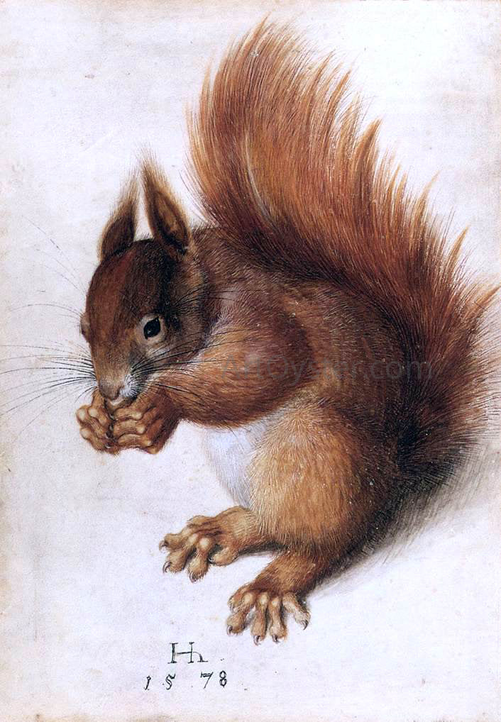 Hans Hoffmann A Squirrel - Canvas Print