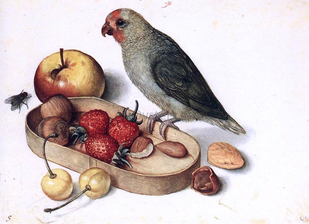 Georg Flegel Still-Life with Pygmy Parrot - Canvas Print