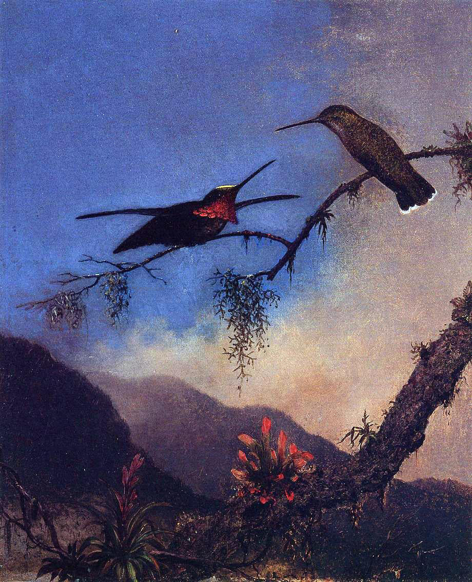 Martin Johnson Heade Strip-Breasted Starthroat - Canvas Print